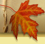 Masthead